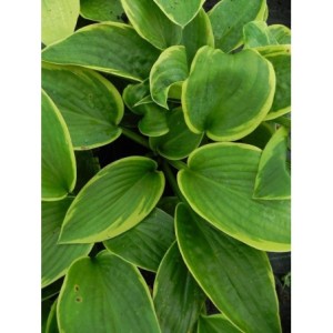 funkia Siebolda (Hosta sieboldiana) Frances Williams- Świat bylin - sklep internetowy