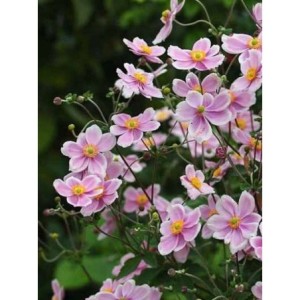 zawilec pajęczynowaty (Anemone tomentosa) Robustissima- Świat bylin - sklep internetowy