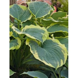 funkia ogrodowa (Hosta x hybrida) American Halo- Świat bylin - sklep internetowy