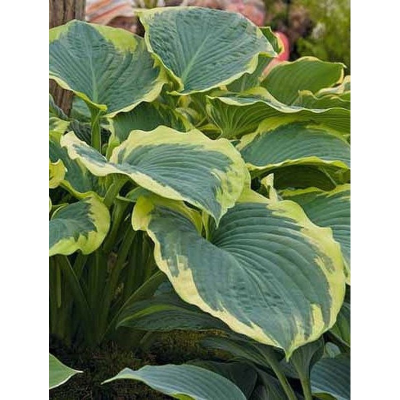 funkia ogrodowa (Hosta x hybrida) American Halo- Świat bylin - sklep internetowy