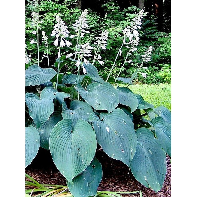funkia ogrodowa (Hosta x hybrida) Blue Angel- Świat bylin - sklep internetowy
