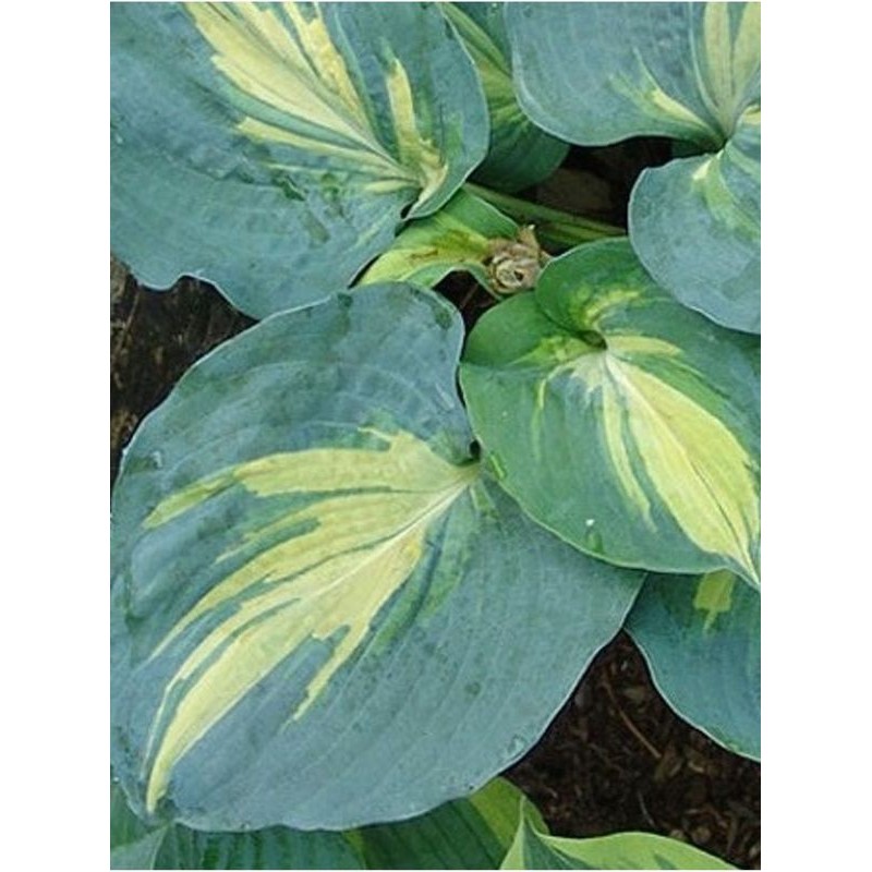 funkia ogrodowa (Hosta x hybrida) Dream Queen- Świat bylin - sklep internetowy
