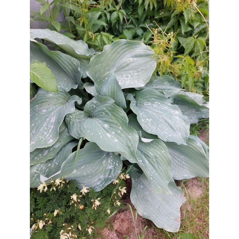 funkia ogrodowa (Hosta x hybrida) Elegans- Świat bylin - sklep internetowy
