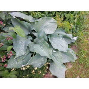 funkia ogrodowa (Hosta x hybrida) Elegans- Świat bylin - sklep internetowy