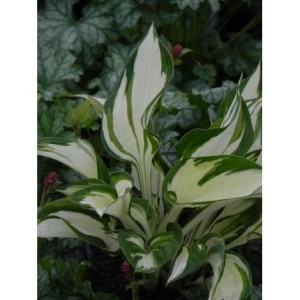 funkia ogrodowa (Hosta x hybrida) Fire and Ice- Świat bylin - sklep internetowy