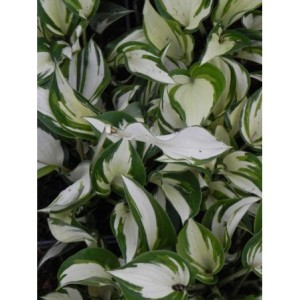 funkia ogrodowa (Hosta x hybrida) Fire and Ice- Świat bylin - sklep internetowy