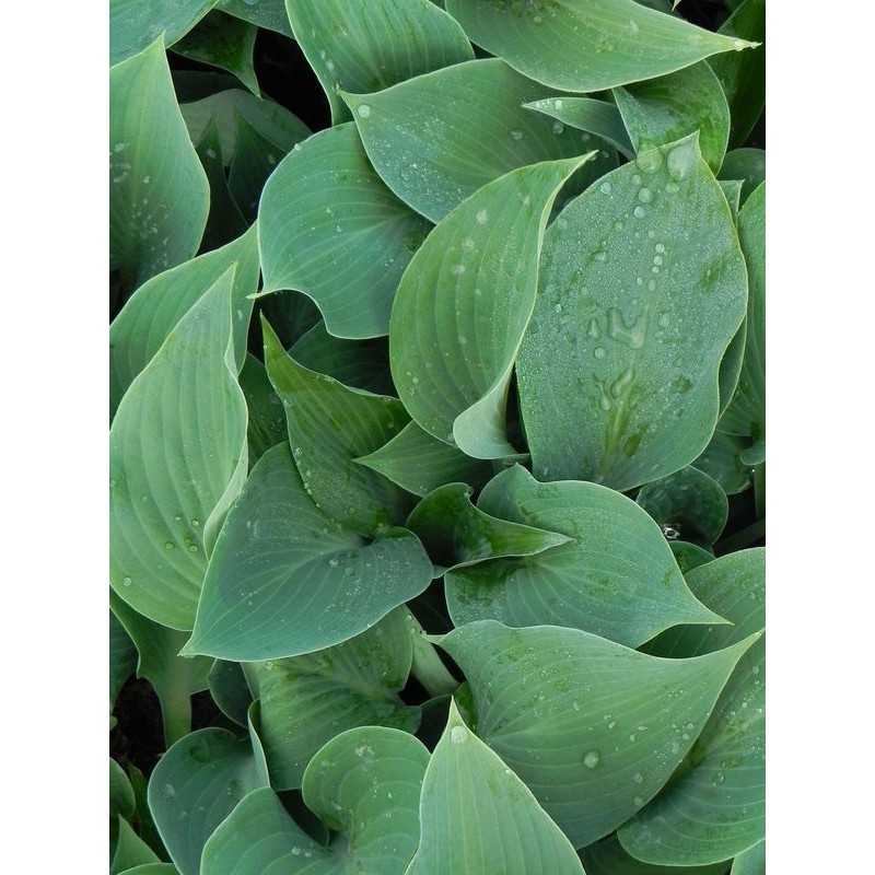 funkia ogrodowa (Hosta x hybrida) Halcyon- Świat bylin - sklep internetowy