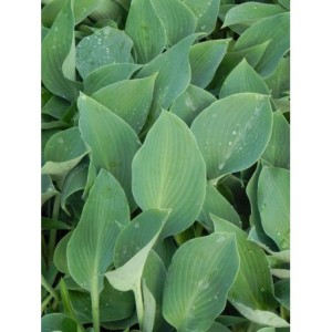 funkia ogrodowa (Hosta x hybrida) Halcyon- Świat bylin - sklep internetowy