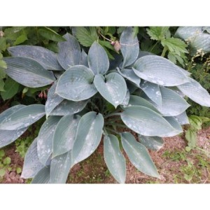 funkia ogrodowa (Hosta x hybrida) Halcyon- Świat bylin - sklep internetowy