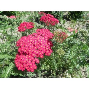 krwawnik pospolity (Achillea millefolium) Paprica- Świat bylin - sklep internetowy
