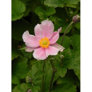 zawilec ogrodowy (Anemone hybrida) Lorelei- Świat bylin - sklep internetowy