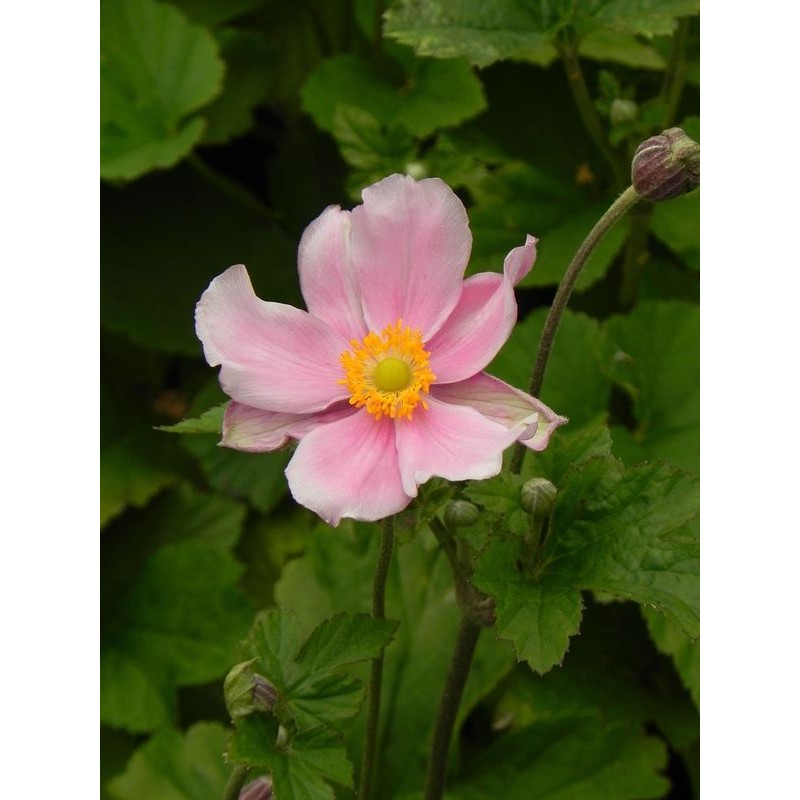 zawilec ogrodowy (Anemone hybrida) Lorelei- Świat bylin - sklep internetowy