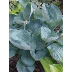 funkia ogrodowa (Hosta x hybrida) Love Pat- Świat bylin - sklep internetowy
