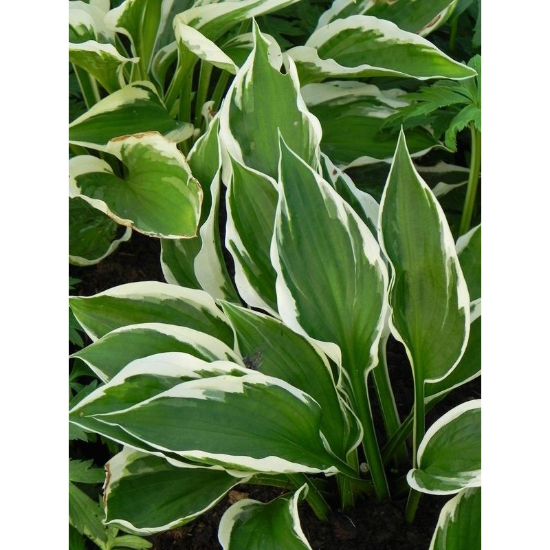 funkia ogrodowa (Hosta x hybrida) Patriot- Świat bylin - sklep internetowy