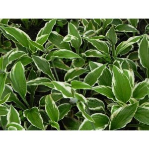 funkia ogrodowa (Hosta x hybrida) Patriot- Świat bylin - sklep internetowy