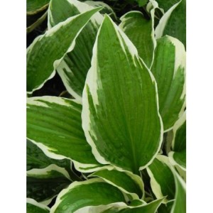 funkia ogrodowa (Hosta x hybrida) Patriot- Świat bylin - sklep internetowy