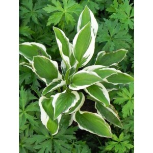 funkia ogrodowa (Hosta x hybrida) Patriot- Świat bylin - sklep internetowy