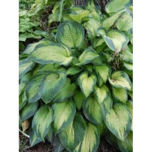 funkia ogrodowa (Hosta x hybrida) Paul`s Glory- Świat bylin - sklep internetowy