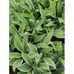 funkia ogrodowa (Hosta x hybrida) Regal Splendor- Świat bylin - sklep internetowy