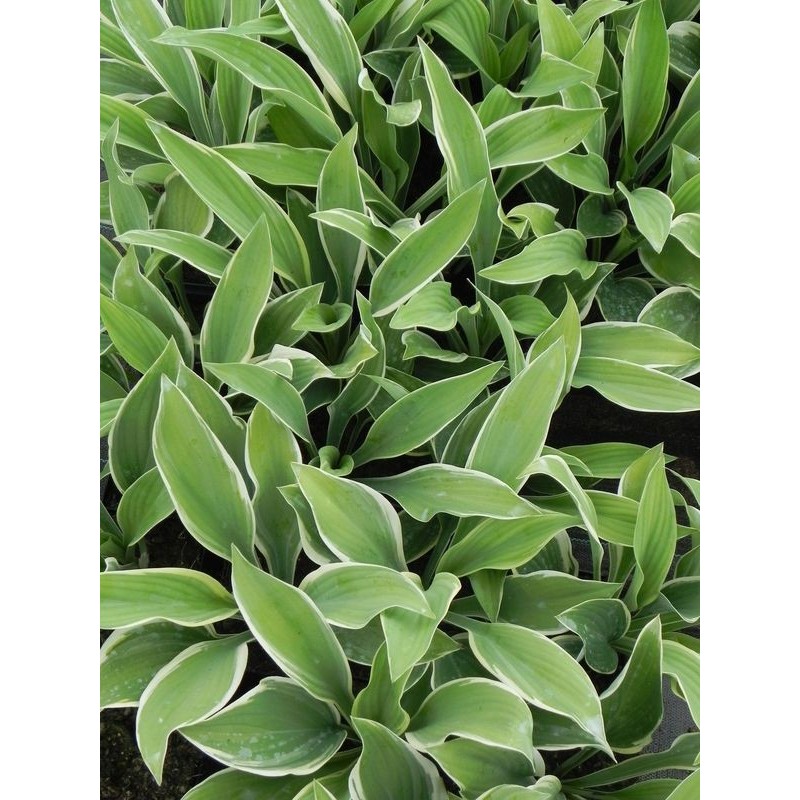 funkia ogrodowa (Hosta x hybrida) Regal Splendor- Świat bylin - sklep internetowy