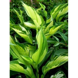 funkia ogrodowa (Hosta x hybrida) Whirlwind- Świat bylin - sklep internetowy