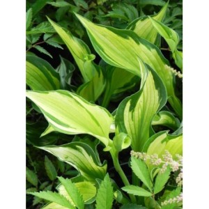funkia ogrodowa (Hosta x hybrida) Whirlwind- Świat bylin - sklep internetowy