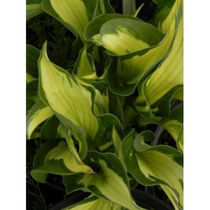 funkia ogrodowa (Hosta x hybrida) Whirlwind- Świat bylin - sklep internetowy