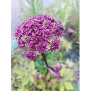 arcydzięgiel olbrzymi (Angelica gigas) - Świat bylin - sklep internetowy