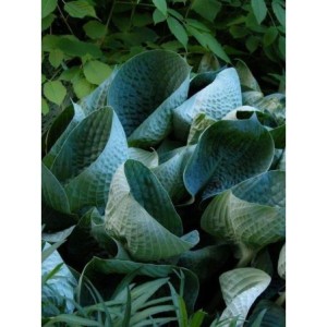 funkia ogrodowa (Hosta x hybrida) Abiqua Drinking Gourd- Świat bylin - sklep internetowy