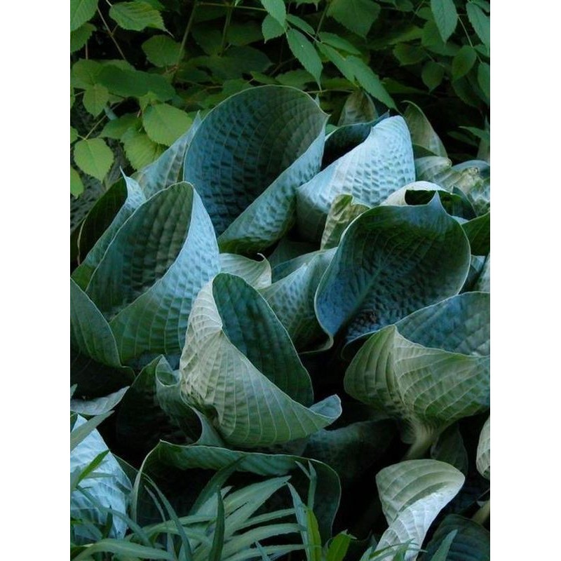 funkia ogrodowa (Hosta x hybrida) Abiqua Drinking Gourd- Świat bylin - sklep internetowy