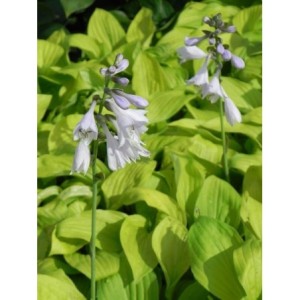 funkia ogrodowa (Hosta x hybrida) August Moon - Świat bylin - sklep internetowy