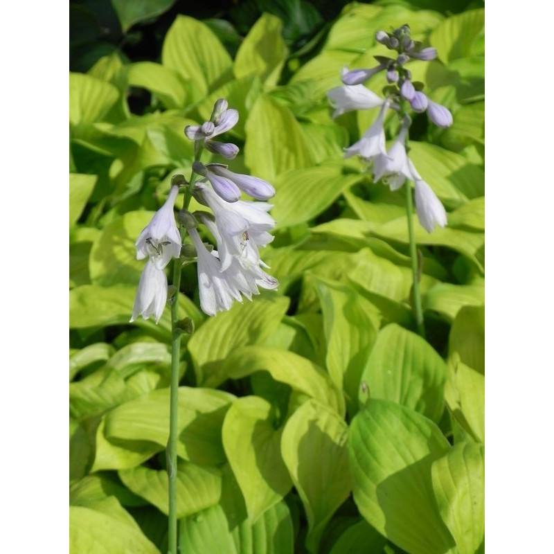 funkia ogrodowa (Hosta x hybrida) August Moon - Świat bylin - sklep internetowy