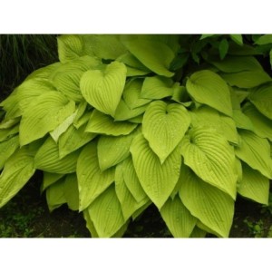 funkia ogrodowa (Hosta x hybrida) August Moon - Świat bylin - sklep internetowy