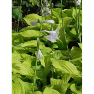 funkia ogrodowa (Hosta x hybrida) August Moon - Świat bylin - sklep internetowy