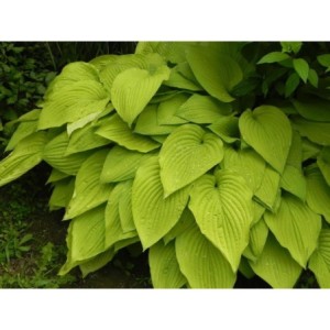 funkia ogrodowa (Hosta x hybrida) August Moon - Świat bylin - sklep internetowy