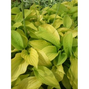 funkia ogrodowa (Hosta x hybrida) August Moon - Świat bylin - sklep internetowy