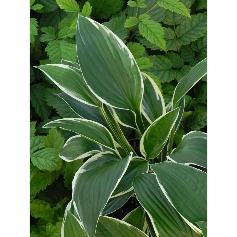 funkia ogrodowa (Hosta x hybrida) Francee- Świat bylin - sklep internetowy