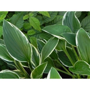 funkia ogrodowa (Hosta x hybrida) Francee- Świat bylin - sklep internetowy