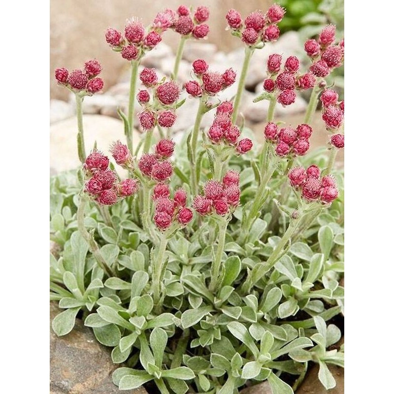 ukwap dwupienny (Antennaria dioica) Rubra- Świat bylin - sklep internetowy