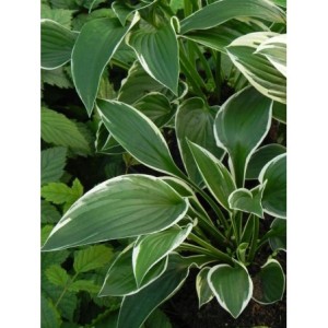 funkia ogrodowa (Hosta x hybrida) Francee- Świat bylin - sklep internetowy