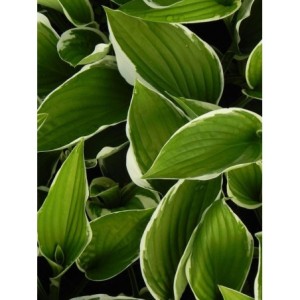 funkia ogrodowa (Hosta x hybrida) Francee- Świat bylin - sklep internetowy