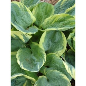 funkia ogrodowa (Hosta x hybrida) Pizzazz- Świat bylin - sklep internetowy