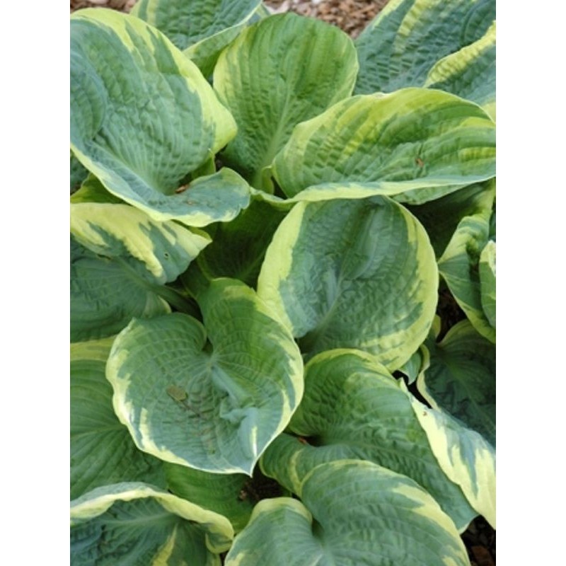 funkia ogrodowa (Hosta x hybrida) Pizzazz- Świat bylin - sklep internetowy