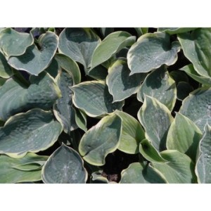 funkia ogrodowa (Hosta x hybrida) Pizzazz- Świat bylin - sklep internetowy