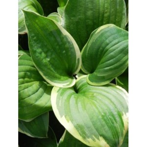 funkia ogrodowa (Hosta x hybrida) Pizzazz- Świat bylin - sklep internetowy