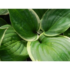 funkia ogrodowa (Hosta x hybrida) Pizzazz- Świat bylin - sklep internetowy