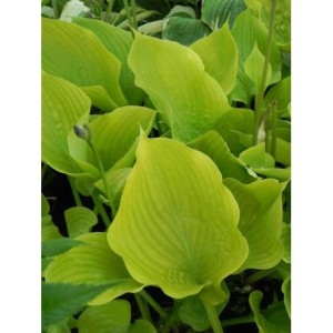 funkia ogrodowa (Hosta x hybrida) Sum and Substance- Świat bylin - sklep internetowy