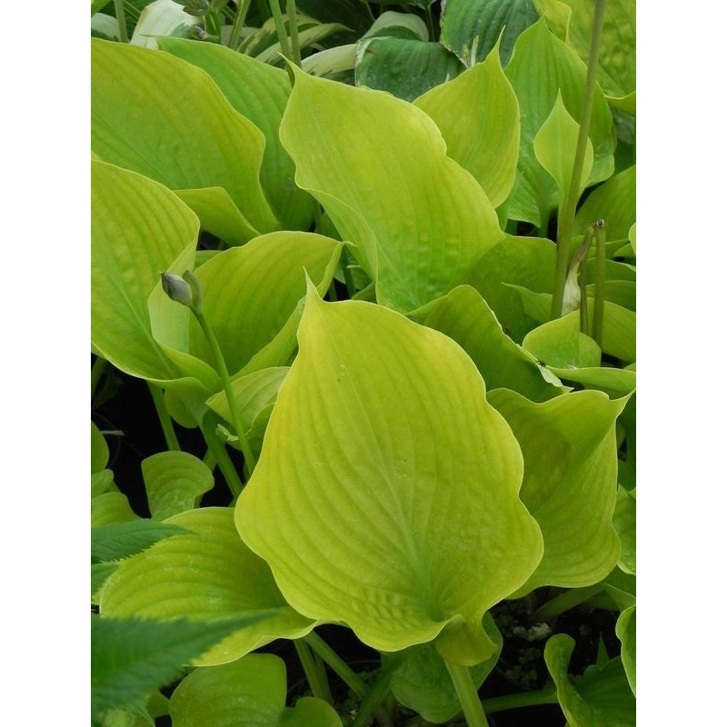 funkia ogrodowa (Hosta x hybrida) Sum and Substance- Świat bylin - sklep internetowy