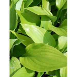 funkia ogrodowa (Hosta x hybrida) Sum and Substance- Świat bylin - sklep internetowy