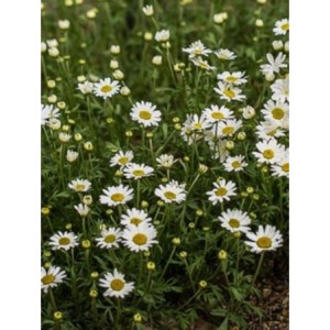 rumian karpacki (Anthemis carpatica) Karparten Schnee- Świat bylin - sklep internetowy
